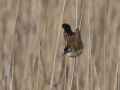 Тонкоклювая камышевка фото (Acrocephalus melanopogon) - изображение №2214 onbird.ru.<br>Источник: withfriendship.com